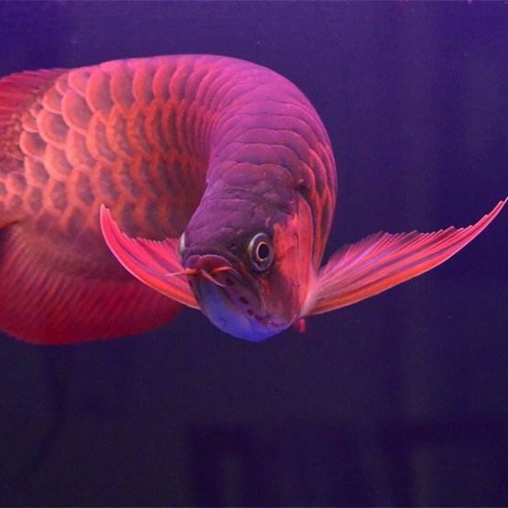 Bachok SUPER RED AROWANA